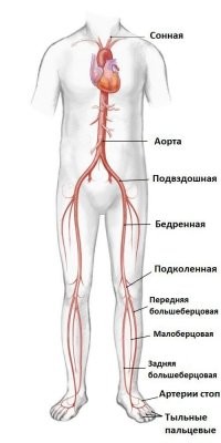 Ага, ага, ты ещё спец по огнестрелу скажи, что по ногам стрелять нужно. Прострелил артерию, и человек сдуется как шарик за 5-10 минут, даже скорая подъехать не успеет