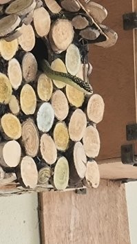У нас дома змея повадилась по скворечникам лазить, не знаю как выловить. Домики высоко,она по стене как-то прыгает. Таиланд.