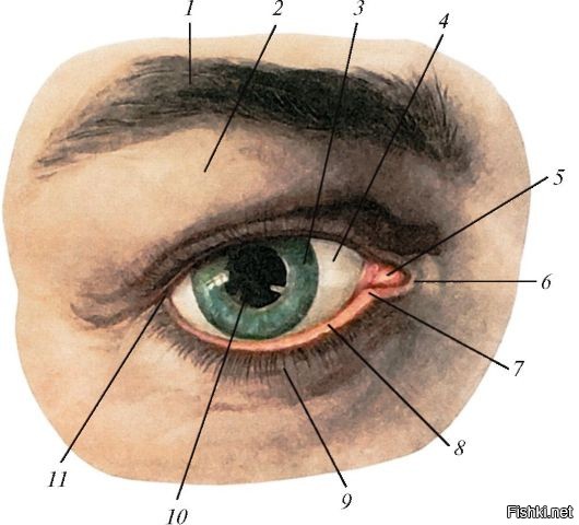 Сверху и снизу глаза. Строение глаза веко. Слезные железы конъюнктивы анатомия.