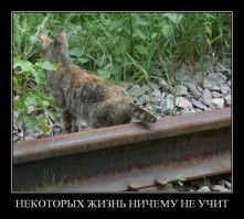 Комар погубил россиянку на Бали