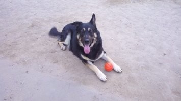 у нас не приживется по одной простой причине, наши менты будут 2 раза в день собирать одни и теже какахи, а потом слать хозяевам 100500 штрафов, а потом начнется массовое усыпление собак. знакомьтесь, Джери-Ли, он спас девушку от изнасилования. и, да, я за ним убираю (хотя иногда забываю пакетики и нет.)