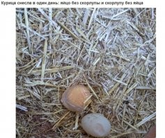 На фото два яйца без скорлупы. А скорлупа без яйца - это максимально точное образное описание черепной коробки того, кто придумал надпись к этой фотографии