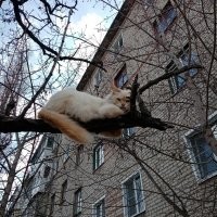 Ну вот не верю я, что это грузия. 
Деревья, сам дом, балконы... Это, скорее, украина.