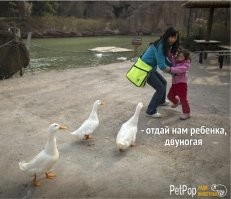 а утки, они что четвероногие?