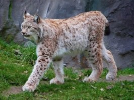 Какой ты ранимый человек :)) Ты наверное из партии любителей котиков ? обосрался я только один раз и то когда маленький был , дядя с охоты принес кошечку , через пол года это милое создание мяукало так что соседские собаки какали где могли .