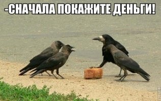 Умора: подборка забавных фото и мемов с птицами