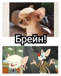 Смешные и познавательные картинки