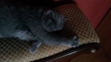 Сон - дело святое: фото котеек, после которых вам захочется подремать