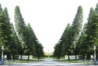 интересно а эти сосны знают что они растут в сторону экватора?