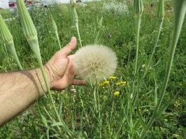 Вообще-то это козлобородник!