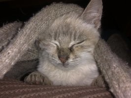 Котенок Каспер, дружелюбное привидение.