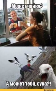 Умора: подборка забавных фото и мемов с птицами