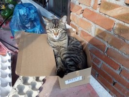 Сон - дело святое: фото котеек, после которых вам захочется подремать