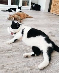 И наши хвосты желают всем доброго утра!