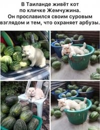 То ли арбузы мелкие, то ли кот размером с алабая