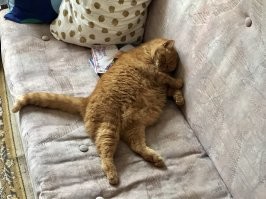 Кот - не толстый, просто неудачно лег :)