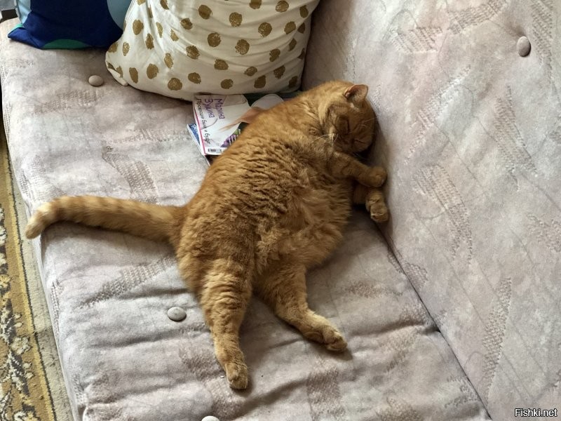 Кот - не толстый, просто неудачно лег :)