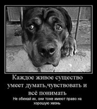 Лабрадор стала котятам второй мамой