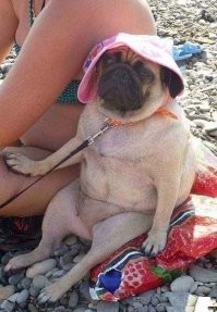 15 игривых животных, с которыми вы забудете обо всех проблемах 