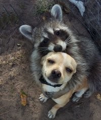 15 игривых животных, с которыми вы забудете обо всех проблемах 