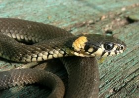 мы в детстве с такими играли