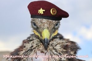Сокол в честном бою сразился с квадрокоптером и  операторы лишились  электронного глаза