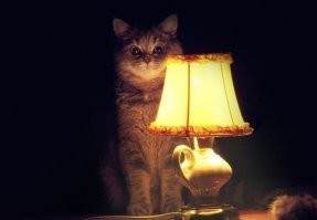 Девятилетняя россиянка успешно сдала вступительные экзамены в МГУ