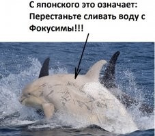 У берегов Японии увидели редчайших косаток