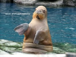 Девушка прыгнула в воду и заслужила необычные аплодисменты