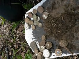 Клад серебряных под корнем столетнего дерева