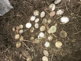 Клад серебряных под корнем столетнего дерева