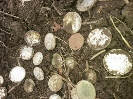 Клад серебряных под корнем столетнего дерева