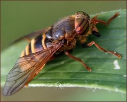 Паут, вы прочитали не верно. У этих сволочей летающих голова есть.