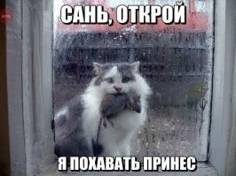 Хозяйка, открывай! Кошка вернулась домой с трофеем
