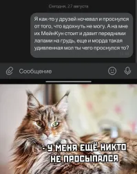 Мейн-кун, который не любит расчесываться