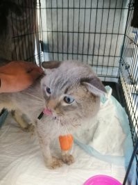 А моя котя сейчас болеет(( Выпрыгнул из окна и сейчас в стационаре, увы...