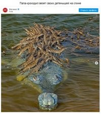 Ded Mazai (африкаанс вариант)