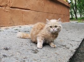 Весь мир не измениться, если вы приютите животное. Но для животного - измениться весь мир.