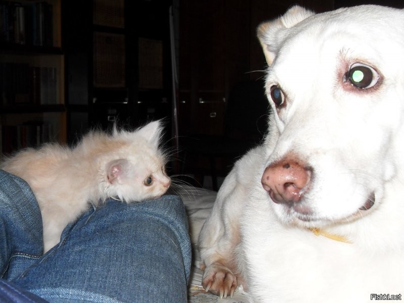 Дочка услышала тихий  скулёж из мусорного бака. Залез по пояс и дстал. Сразу перестал скулить, лизнул руку.Ну и разве можно было оставить на улице? 
Котенка дважды пытались достать соседи, но он забивался вглубь дыры. А к нам с женой вылез.
Оба случая в один день с разницей 10 лет. Ветеринары говорили про обоих, что оба сентябрьские. Про совпадение масти молчу. Так ведь просто не бывает. Здесь подходит тюркское Кысмет - судьба, которой никак не избежать и не изменить.
Такой кысмет только радует.