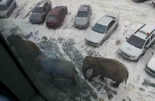 16 случаев, когда у людей были фотографии, чтобы доказать их невероятные истории