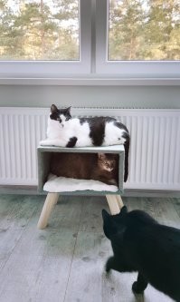 20+ трогательных фото животных, которым подарили новую жизнь