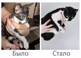 Одна из наших подобрышей - Юта. Кошке уже три года, так почти и не выросла. Вечный котёнок :) Остальные - кобаны, конечно. Любимки наши :)