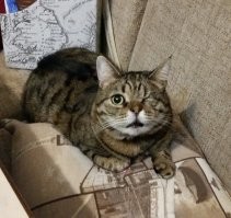 У нас две кошки. Первую взяли еще совсем котенком - их просто бросили в подъезде зимой (было 3, кажется), нашлись добрые люди, что их приютили и начали пристраивать. Со второй - вообще история. Пошли в наш зоомагазин, чтобы забрать котейку, которая нам приглянулась. И тут вышло ЭТО. Её в детстве собаки подрали, глаза нет левого. Не представляю, сколько люди сил и средств положили на то, чтоб эта зверюга была жива и, по случайности, обрела новый дом. Кстати, отсутствие глаза не мешает на даче исправно охотиться. На даче регулярно находим всякую дичь (мыши, лягушки, стрекозы) - типа, она гостинцы приносит.