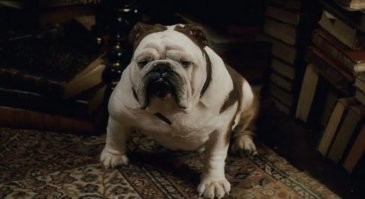 Там ещё один "артист" :)
Бульдог Тори, а на самом деле Бамбула