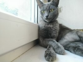 я свою на улице 4 года назад подобрал.