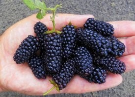 Ел кумкват и ежемалину (фото)