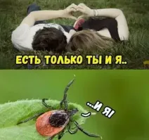 Бесплатно, но платно: почему за исследование клеща и прививку надо платить?