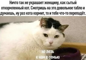 20+ смешных котеек, которые подарят добрую порцию позитива