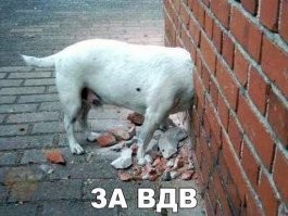С Днем ВДВ!
