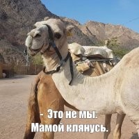 Откуда в такой маленькой стране такая большая свалка шин? Они их скупали? 
 Верблюда видел - обыкновенный кэмел, без колёс.